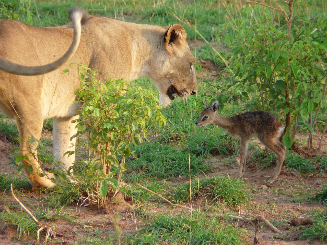 Ultimate 7-Day Uganda Wildlife and Cultural Adventure
