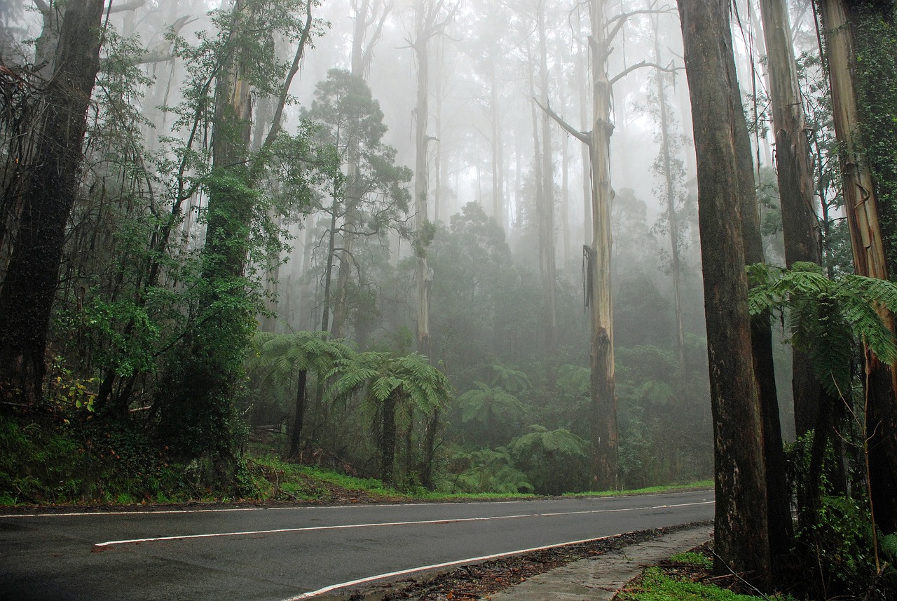 Dandenong Delights: Puffing Billy & Yarra Valley Escape