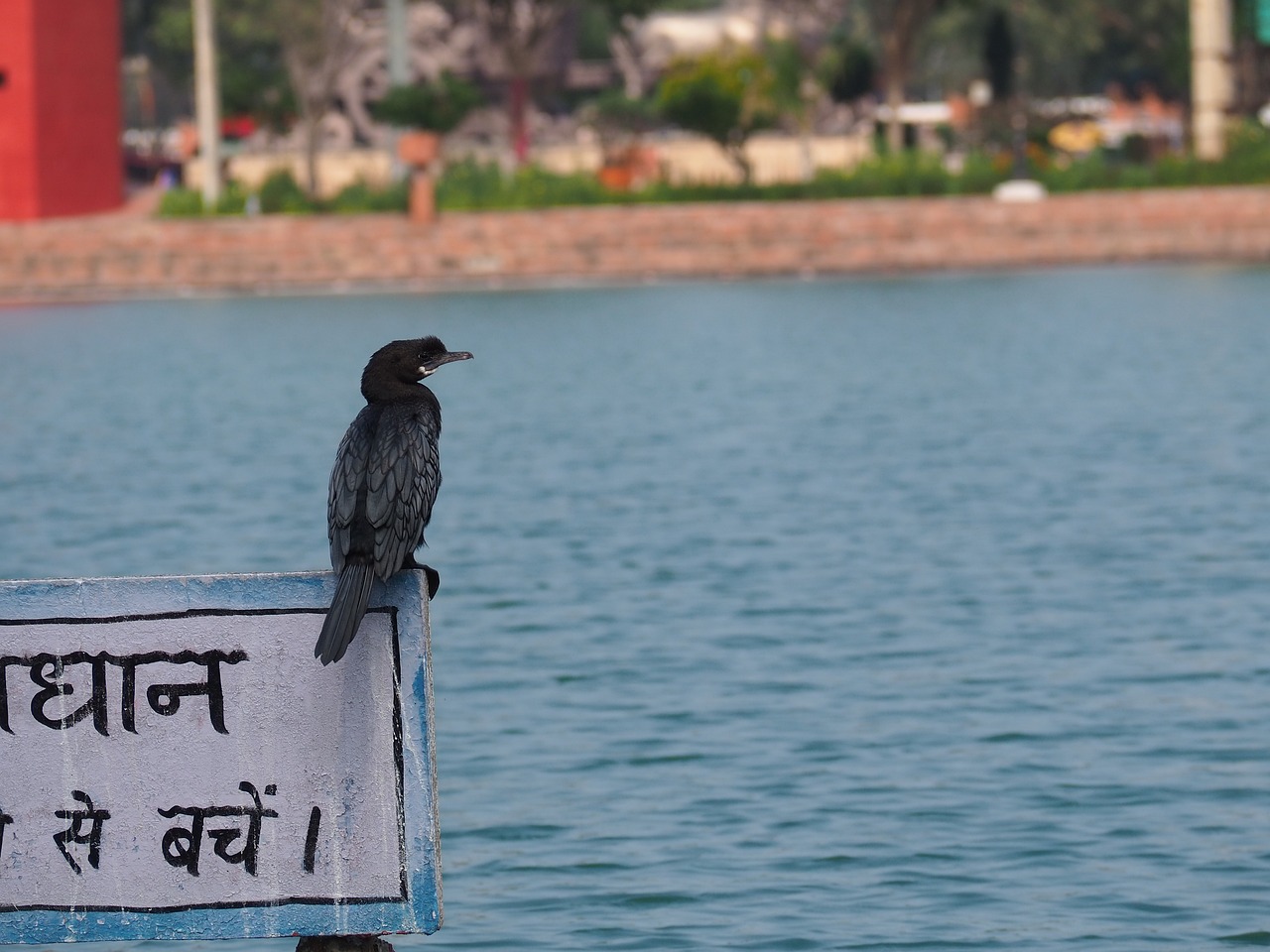 Serenity and Gastronomy in Maan Sarovar