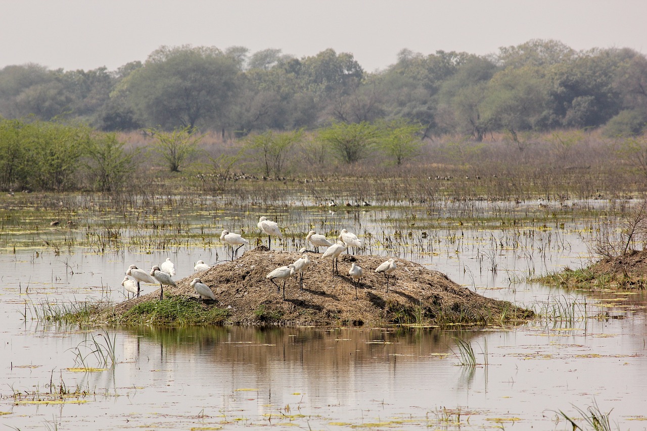 Birdwatching and Heritage in Bharatpur