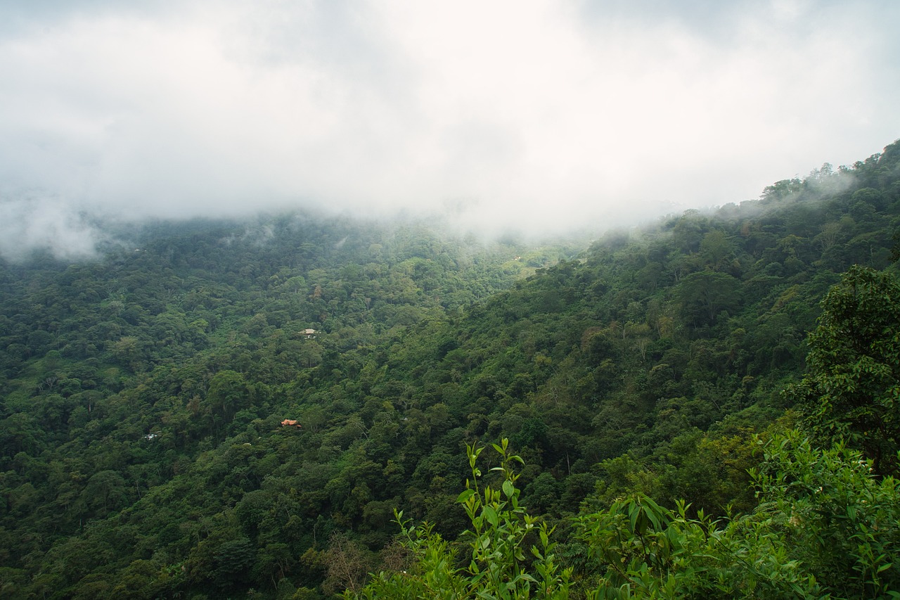 Aventure dans la Jungle de Minca et Découverte des Environs