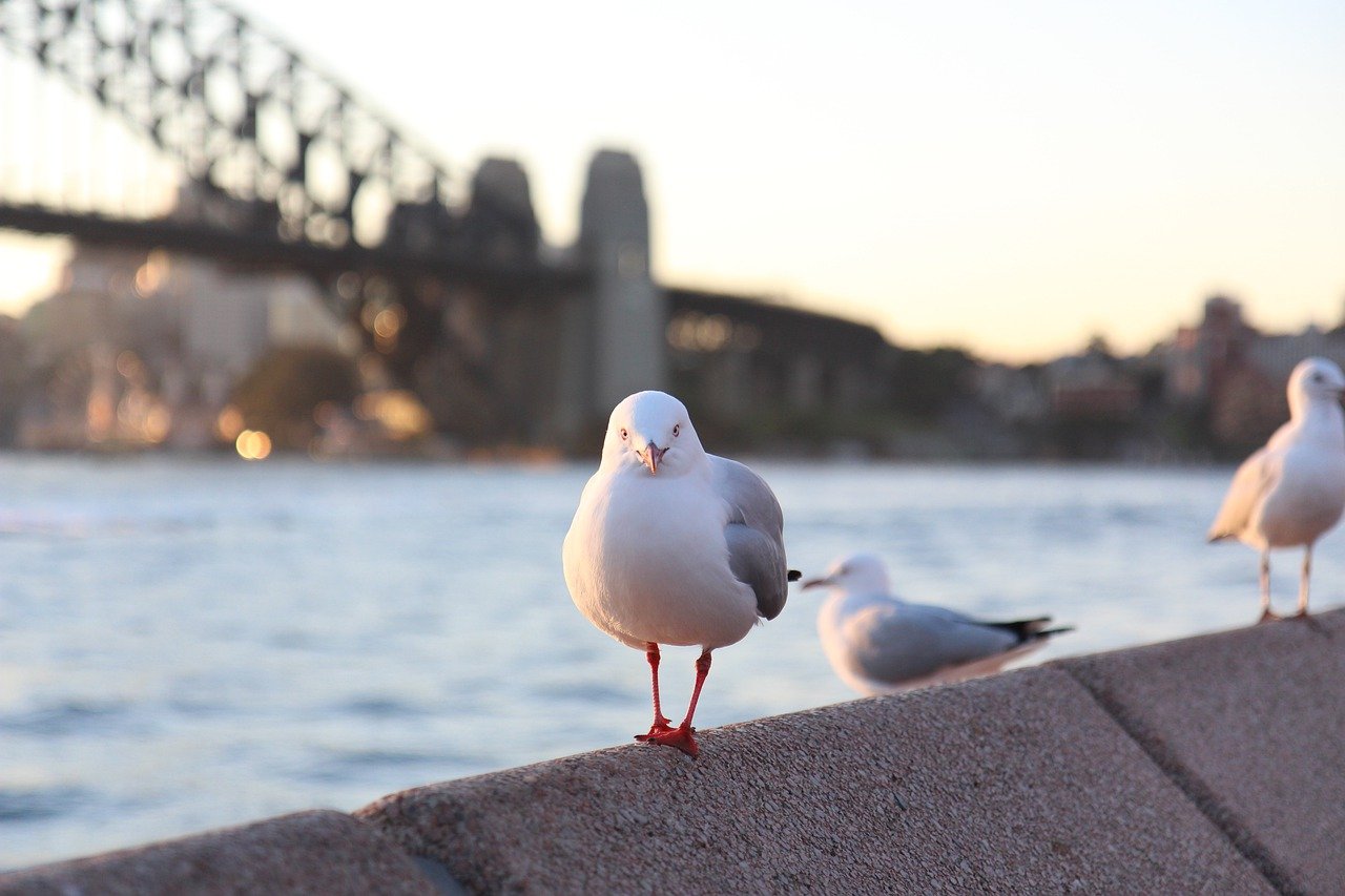 Sydney City Landmarks and Harbor Exploration