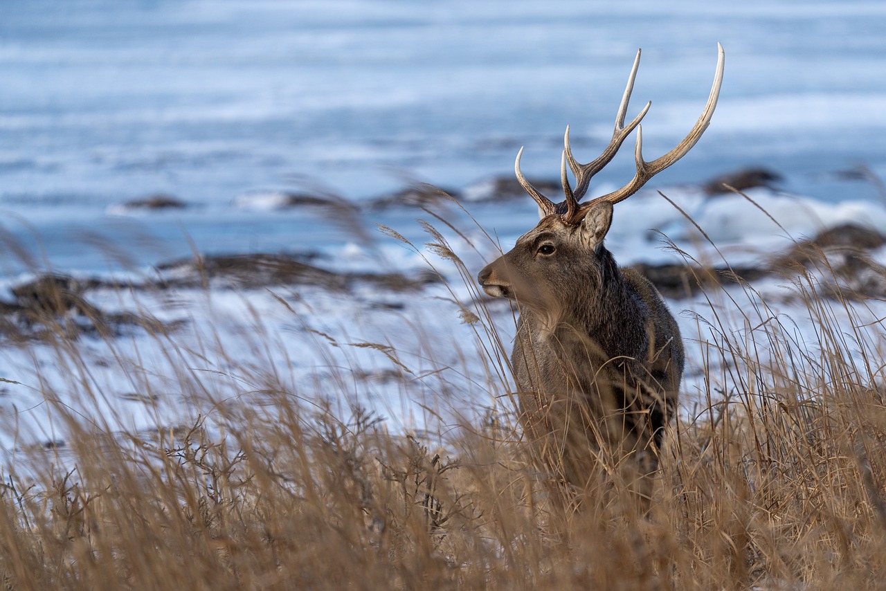 Outdoor Adventures and Culinary Delights in Bodø