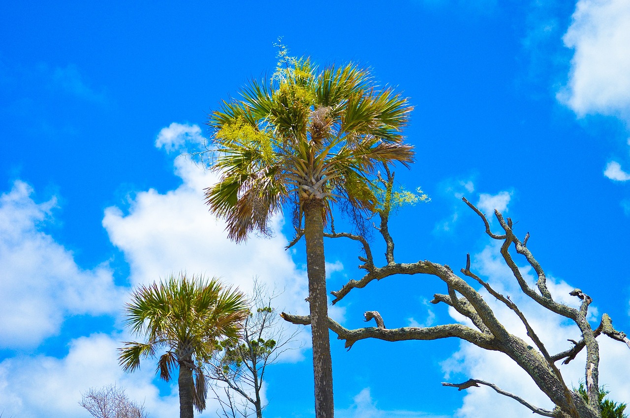 Folly Beach and Charleston Exploration