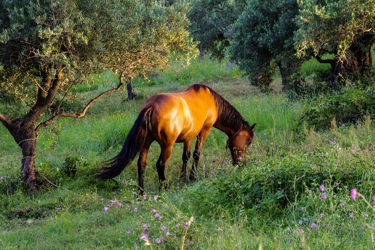 Esplorazione Avventurosa del Pollino