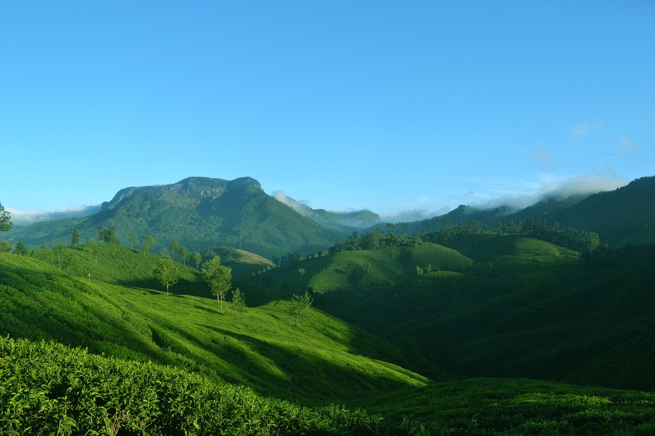 Tea Plantations and Nature in Munnar