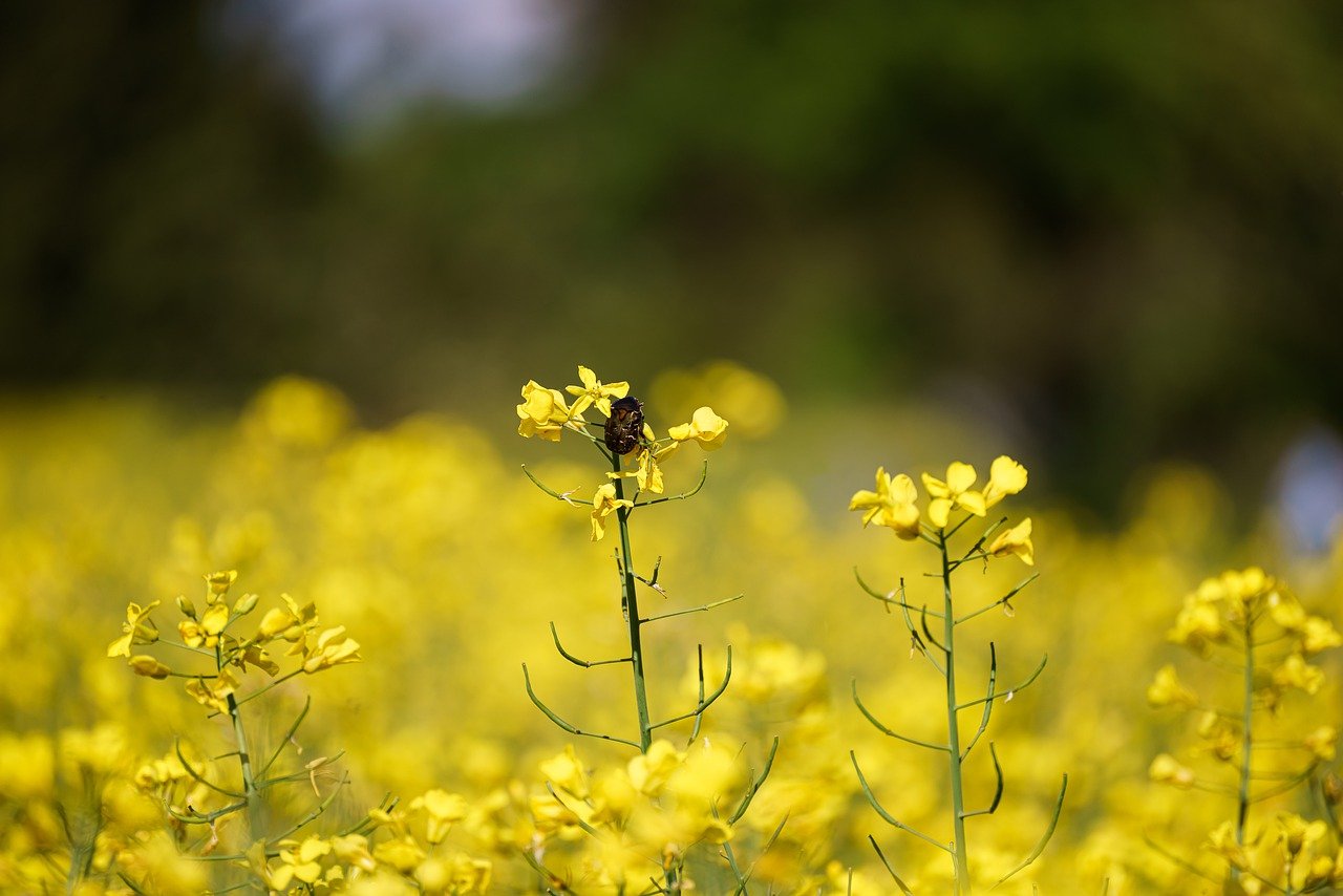 Tuscan Culinary and Wellness Retreat in Cetona