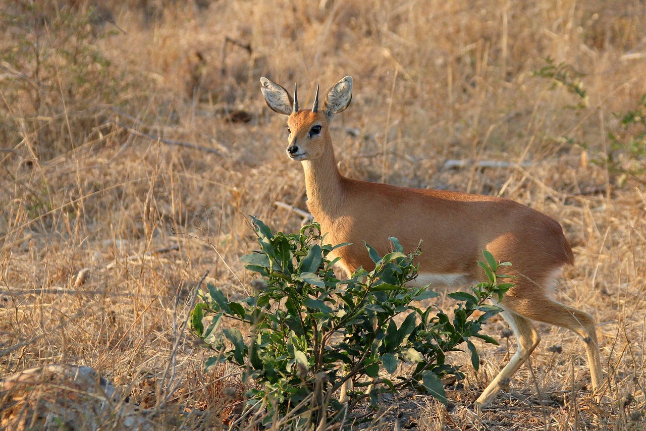 Ultimate Safari Experience in Sabi Sand Game Reserve