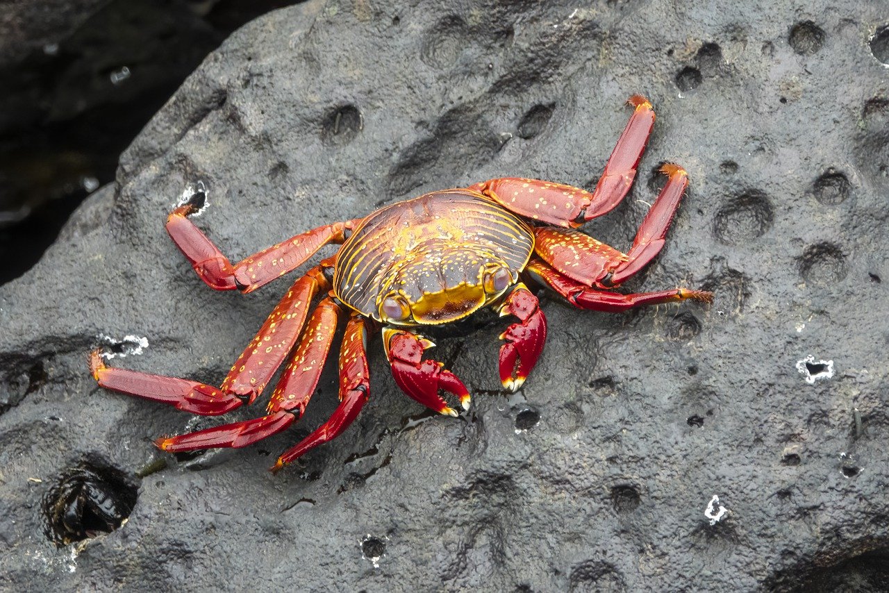 Wildlife and Beach Escape in Saly