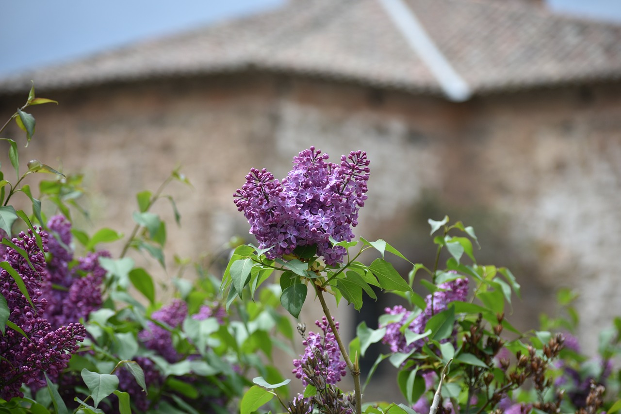 Culinary Delights in La Rioja