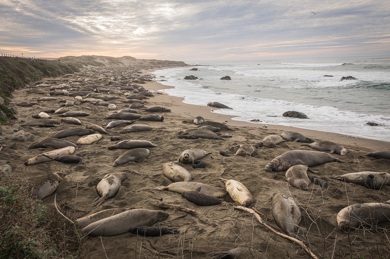 Scenic Delights and Culinary Wonders in San Simeon