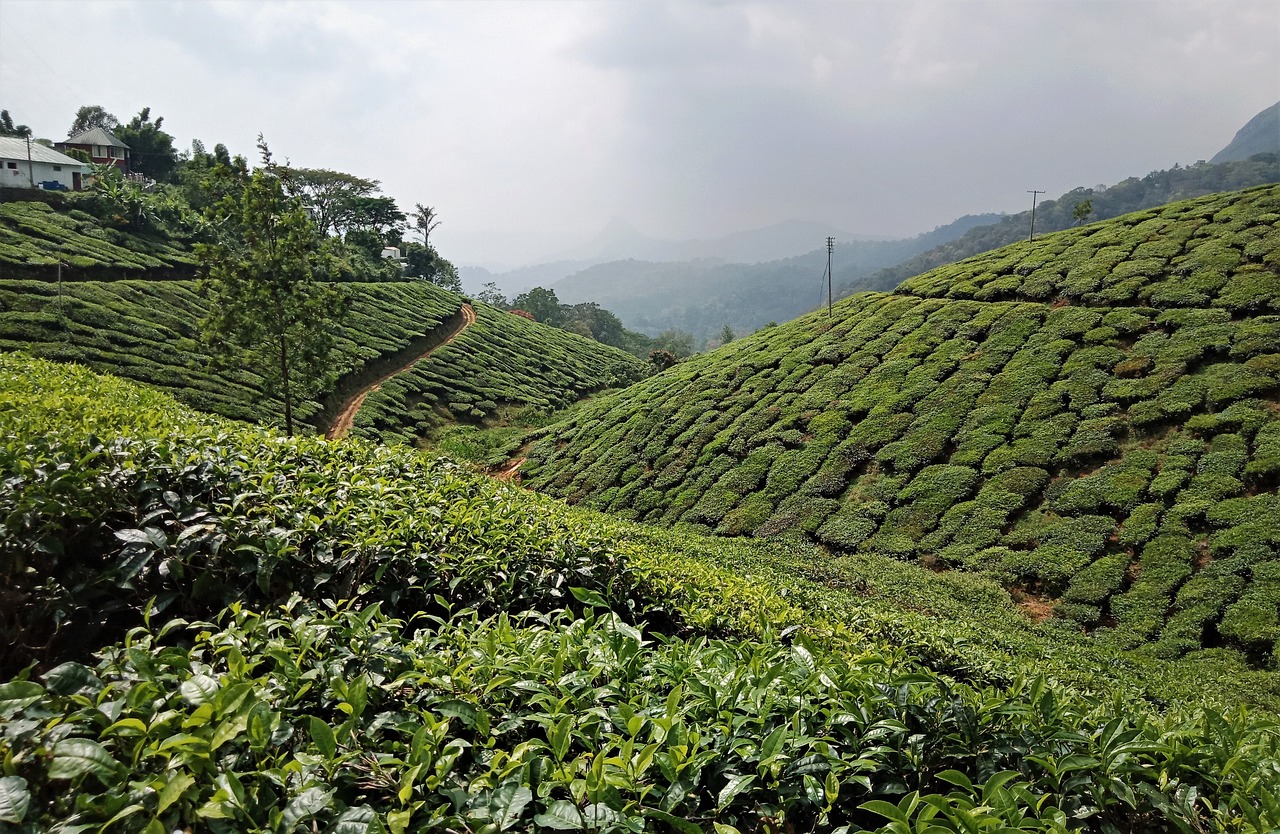 Cycling and Nature Exploration in Munnar