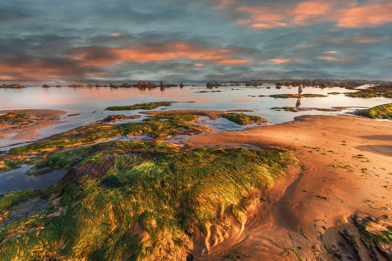 Coastal Delights and Culinary Charms in Moss Beach