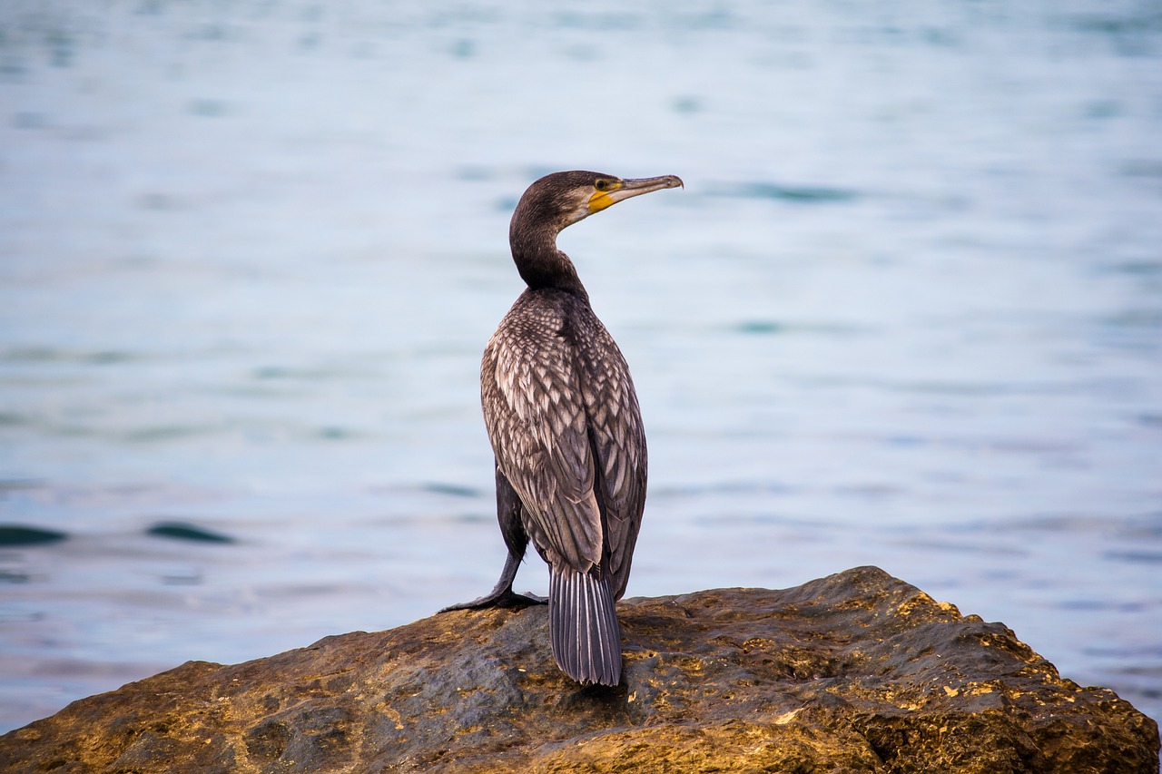 A Taste of Varna: Wine, Kayaking, and Black Sea Views