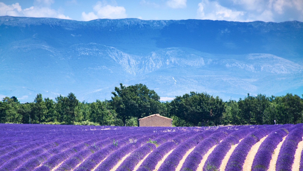 Scenic Valensole and Provence Delights