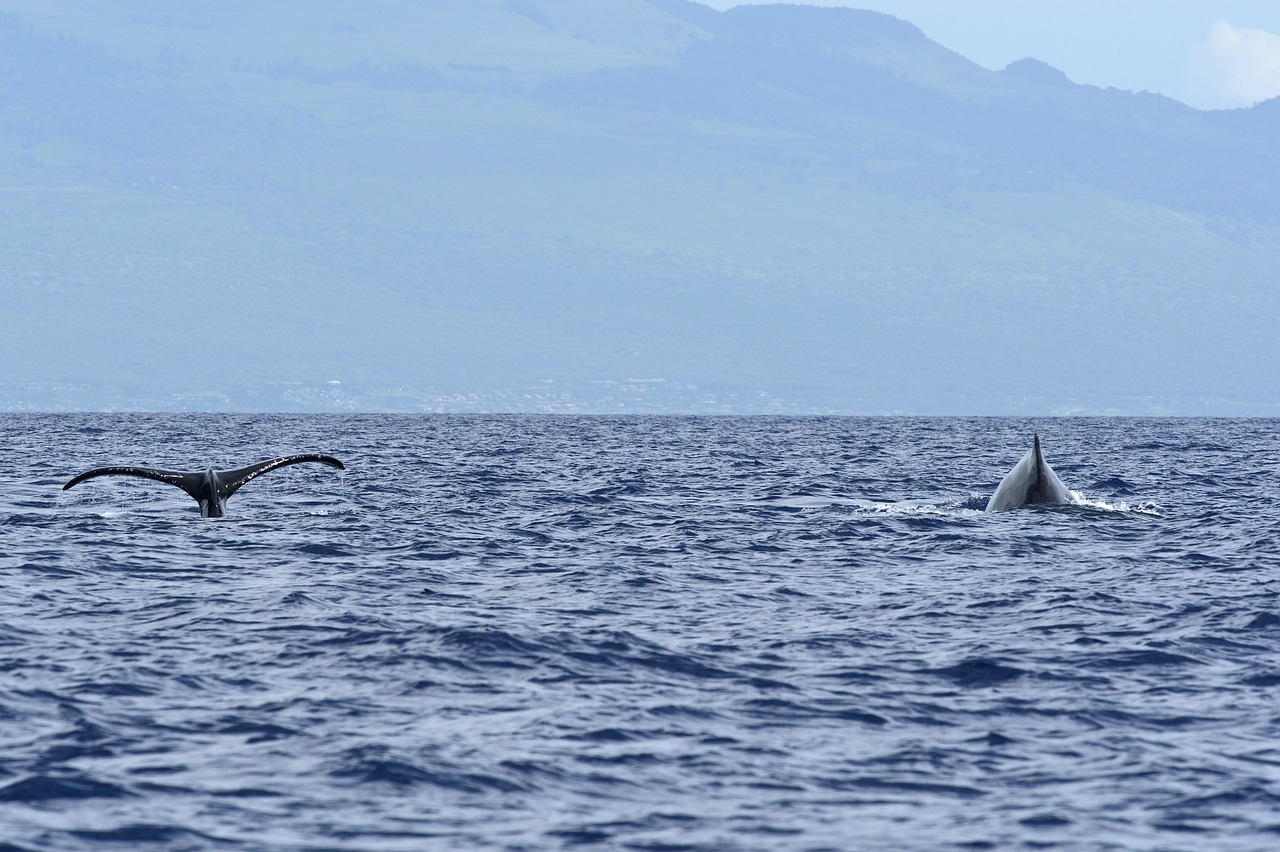 Aventure et Détente à Maui