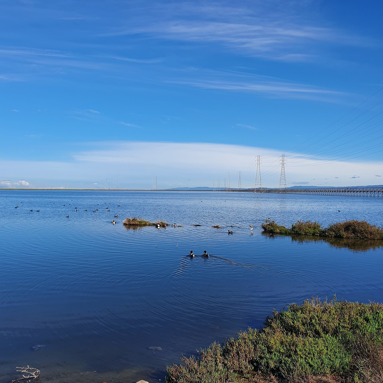 Tech and Nature Fusion in Silicon Valley