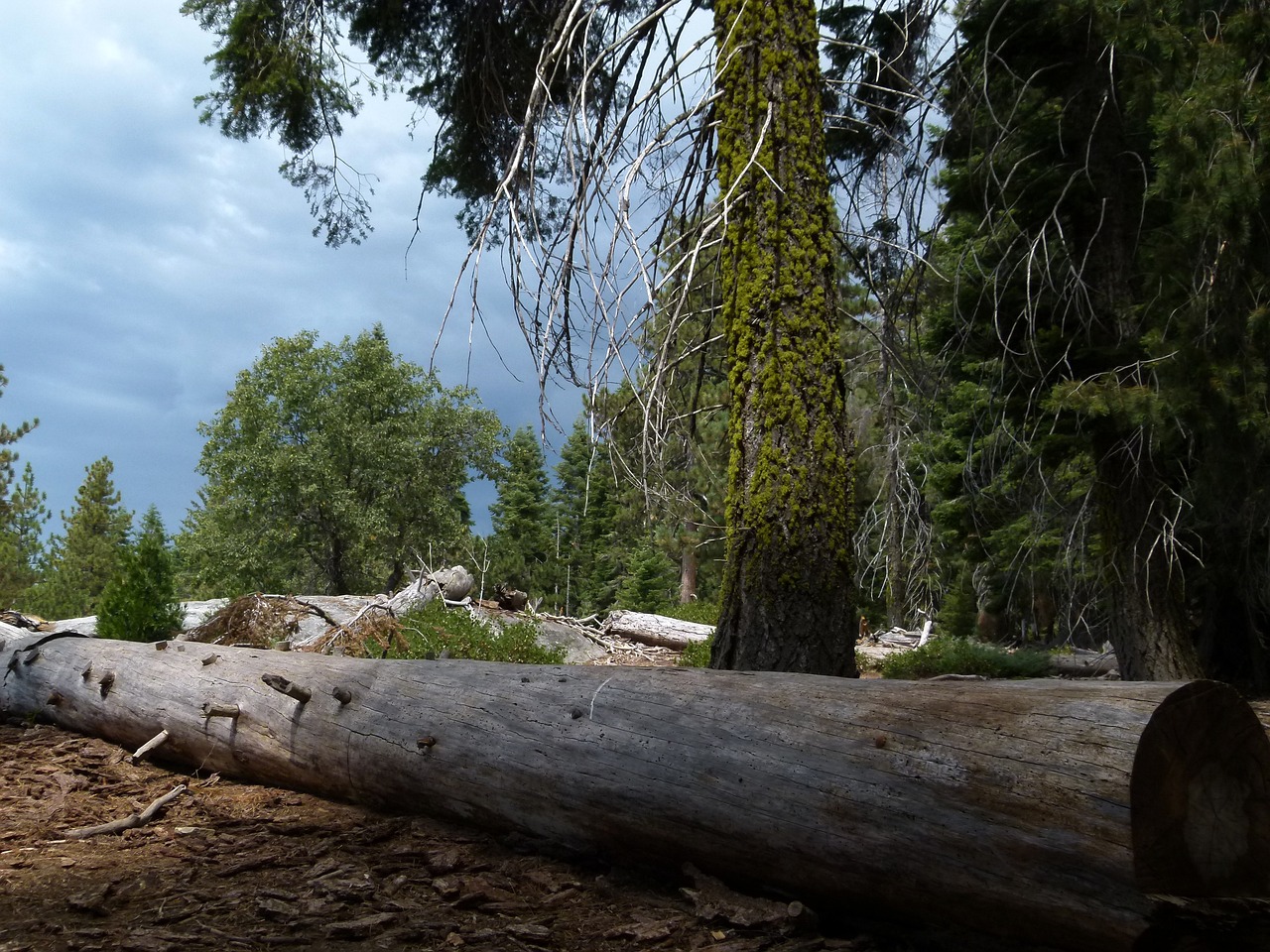 Immersive Nature in Sequoia National Park