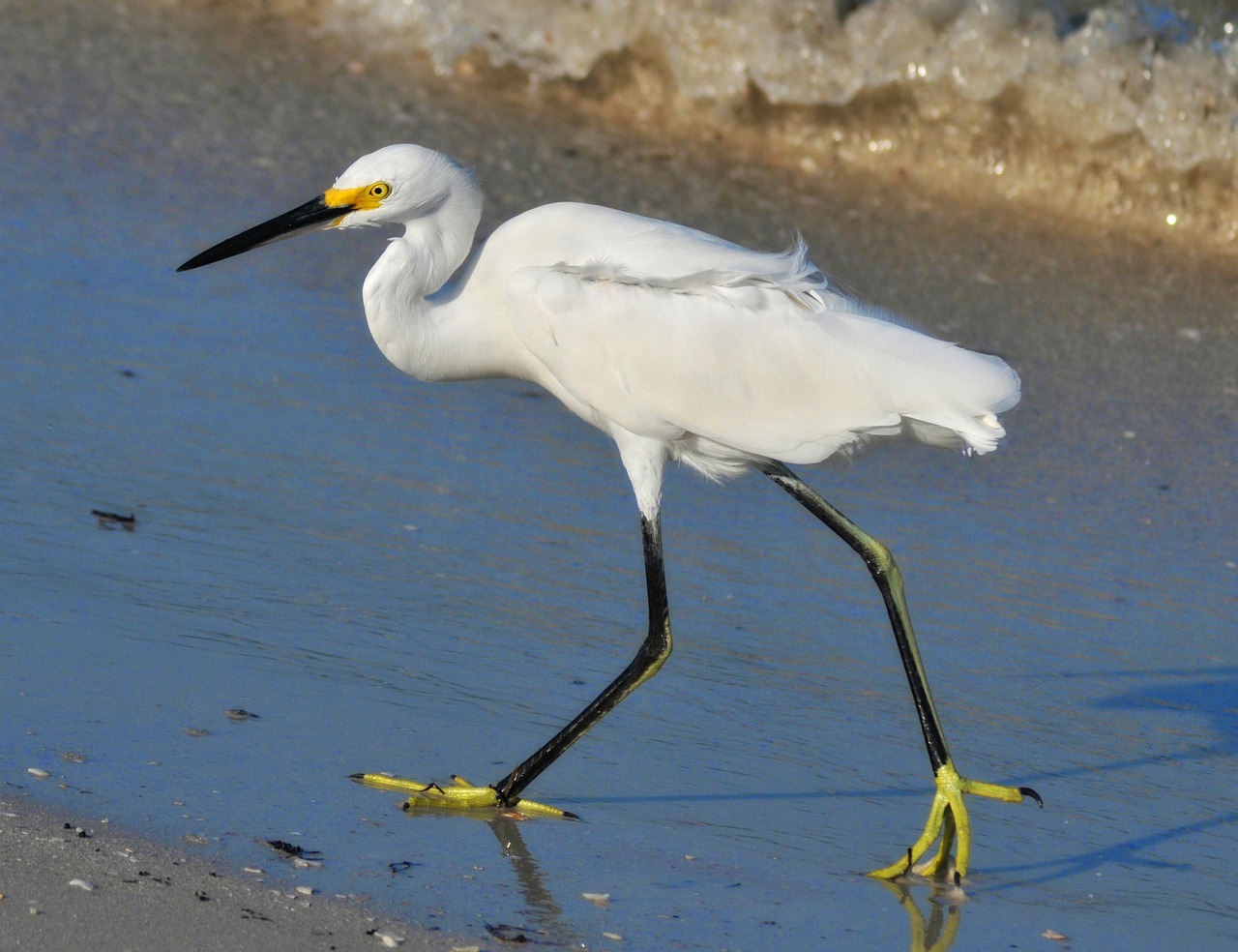 Seaside Delights in St. Pete Beach