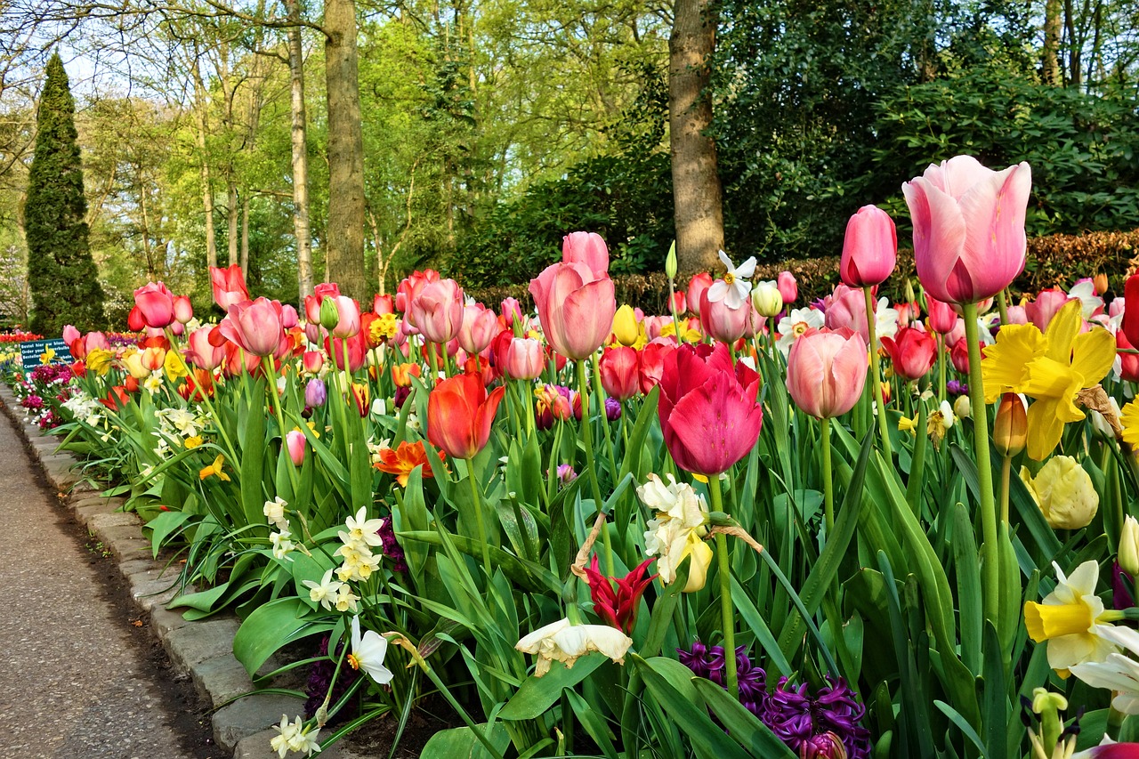 Floral Delights in Keukenhof and Beyond