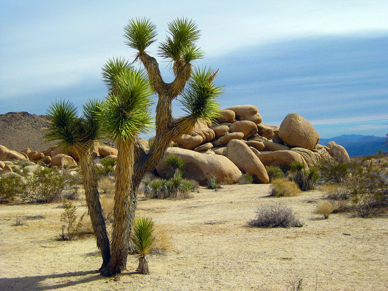 A Relaxing Day in Joshua Tree National Park
