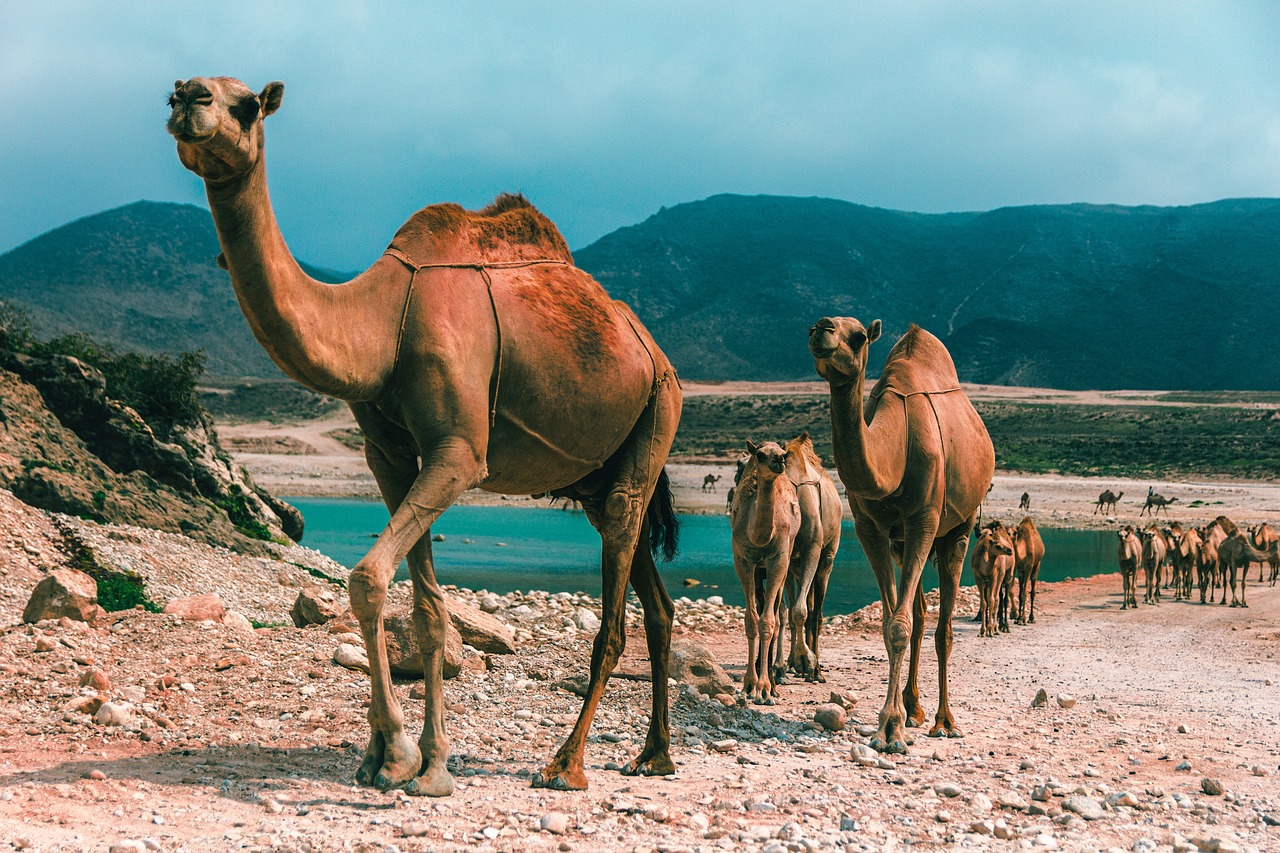 A 5-Day Adventure in Salalah: Waterfalls, Deserts, and Cultural Delights