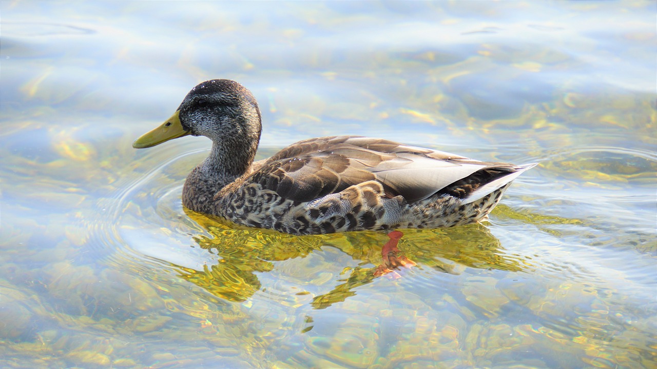 Bodensee Erkundung und Kultur in 7 Tagen