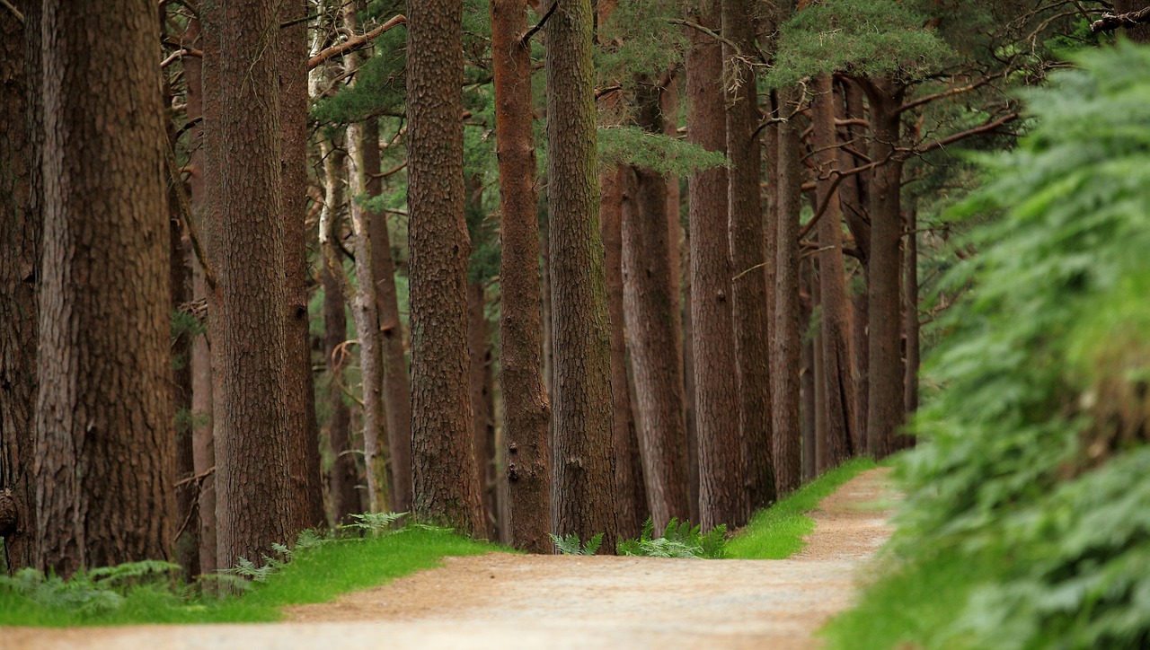 Tranquil Retreat in Glendalough