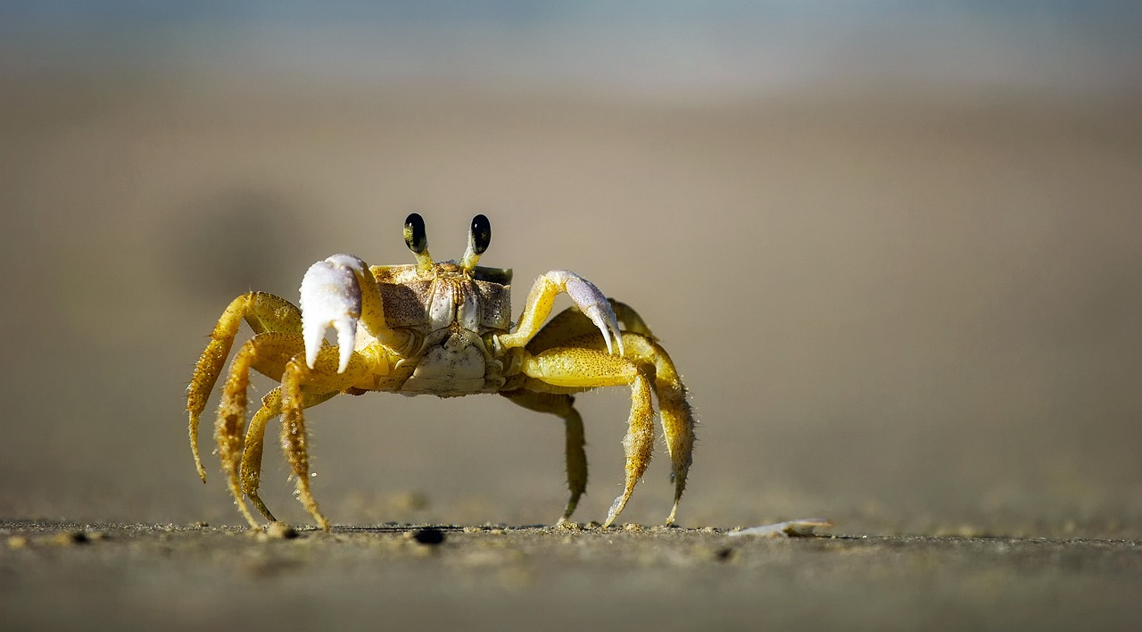 Aventuras Naturales y Gastronomía Local en Krabi