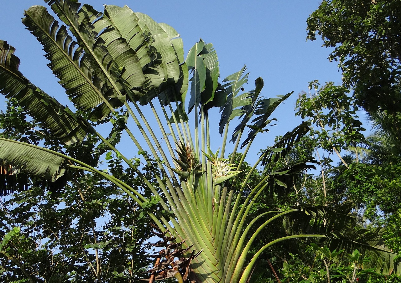 Nature and Culture Exploration in Kodagu, Karnataka