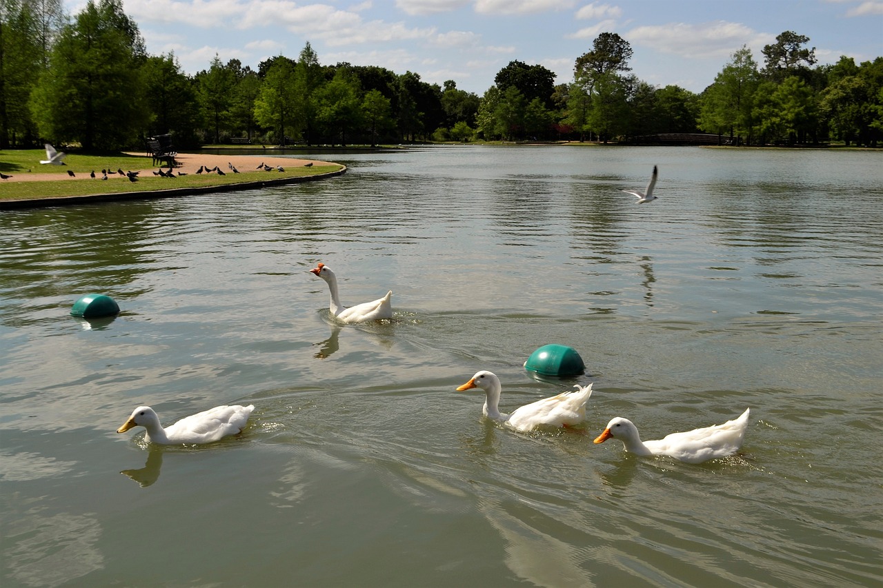 Immersive DC Experience with Capitol Hill and Potomac River Delights