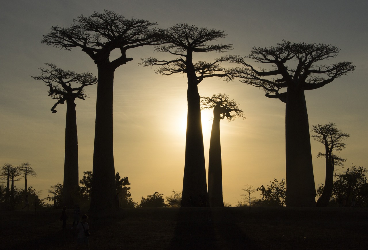 Madagascar's Diverse Wonders in 15 Days
