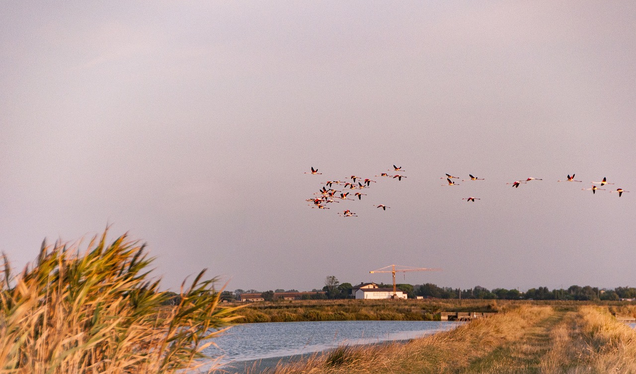 Esplorazione di Pinnarella di Cervia e Dintorni