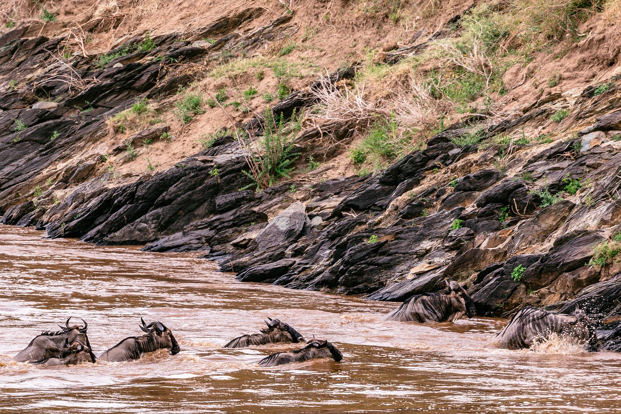 Wildlife and Culture in Maasai Mara
