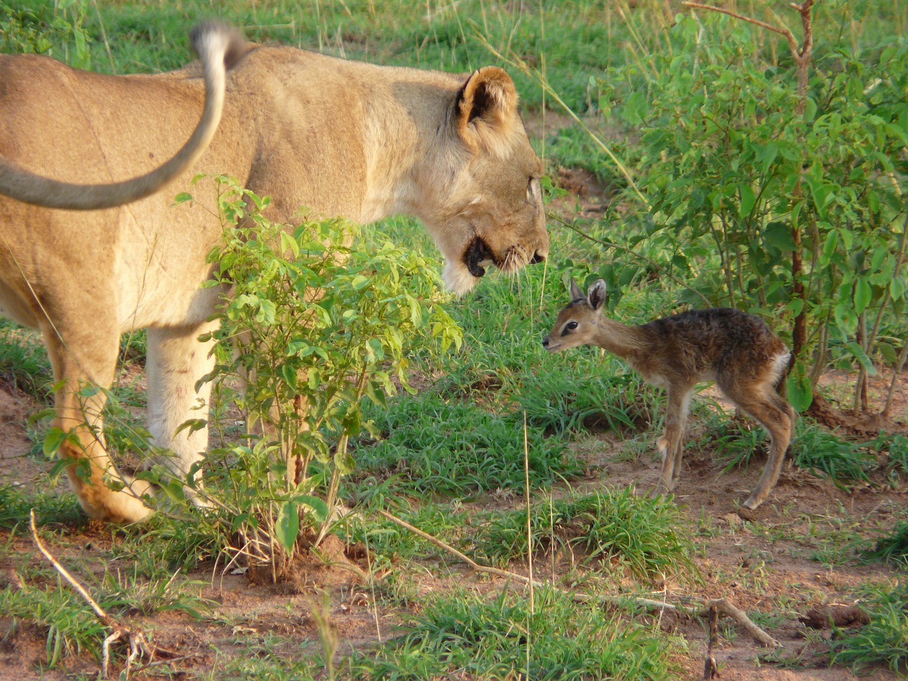 Uganda Cultural and Wildlife Exploration