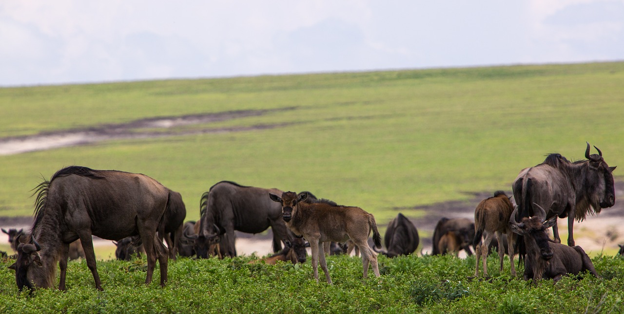 Ultimate 5-Day Safari Experience in Ngorongoro Conservation Area