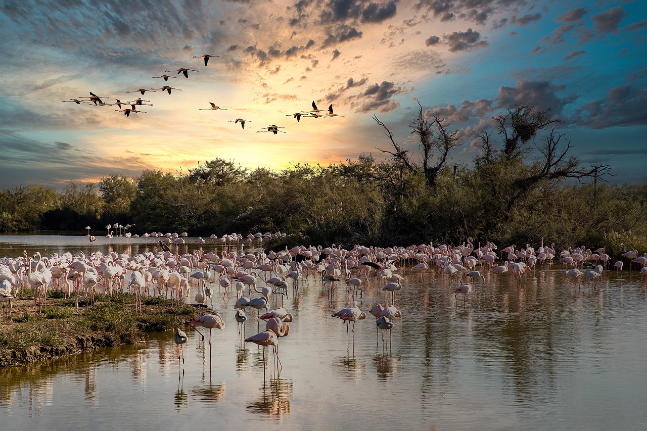 A Taste of Camargue: 3-Day Safari and Gastronomy Experience