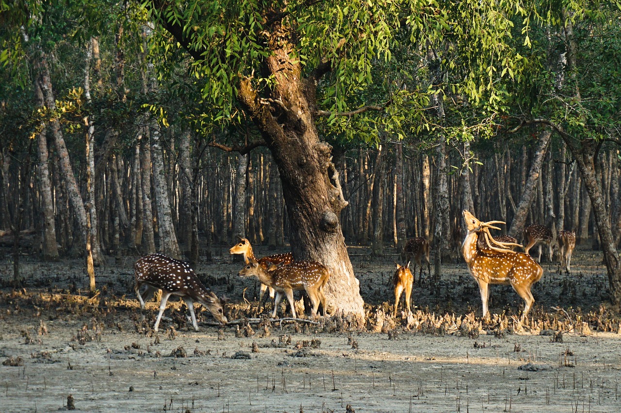 1 Day Wildlife Adventure in Sundarbans