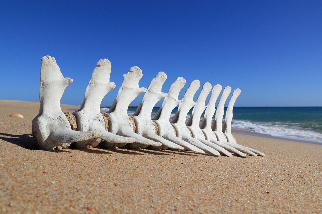 Découverte des Plages et Visites Historiques à Faro