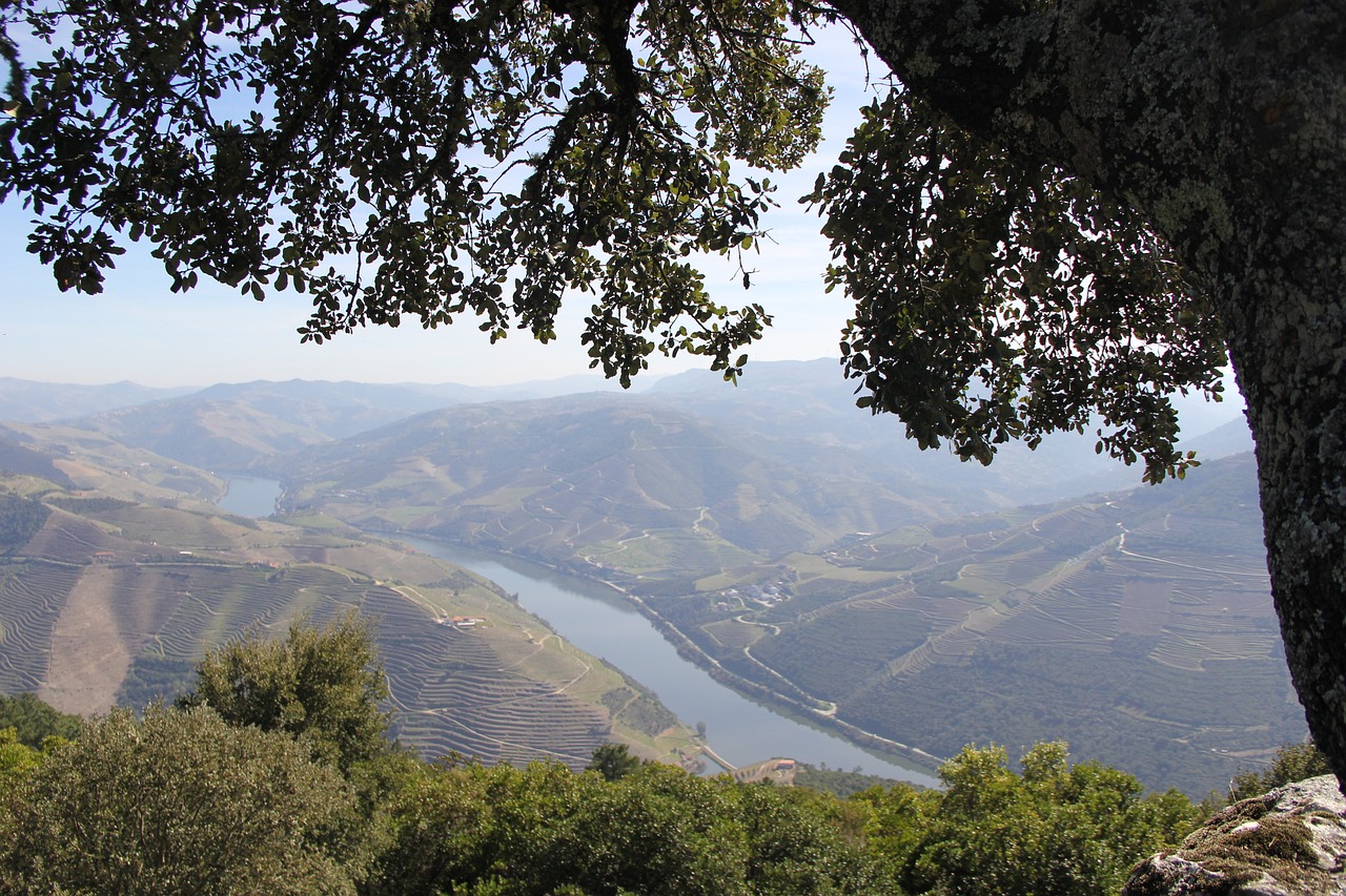 Wine Tasting and Nature in Douro Valley