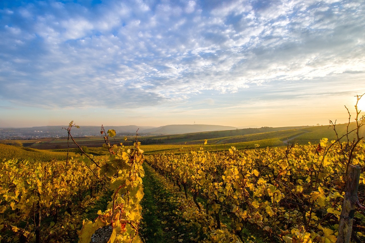 Wine and History in Rhine Valley: A Day in Rüdesheim