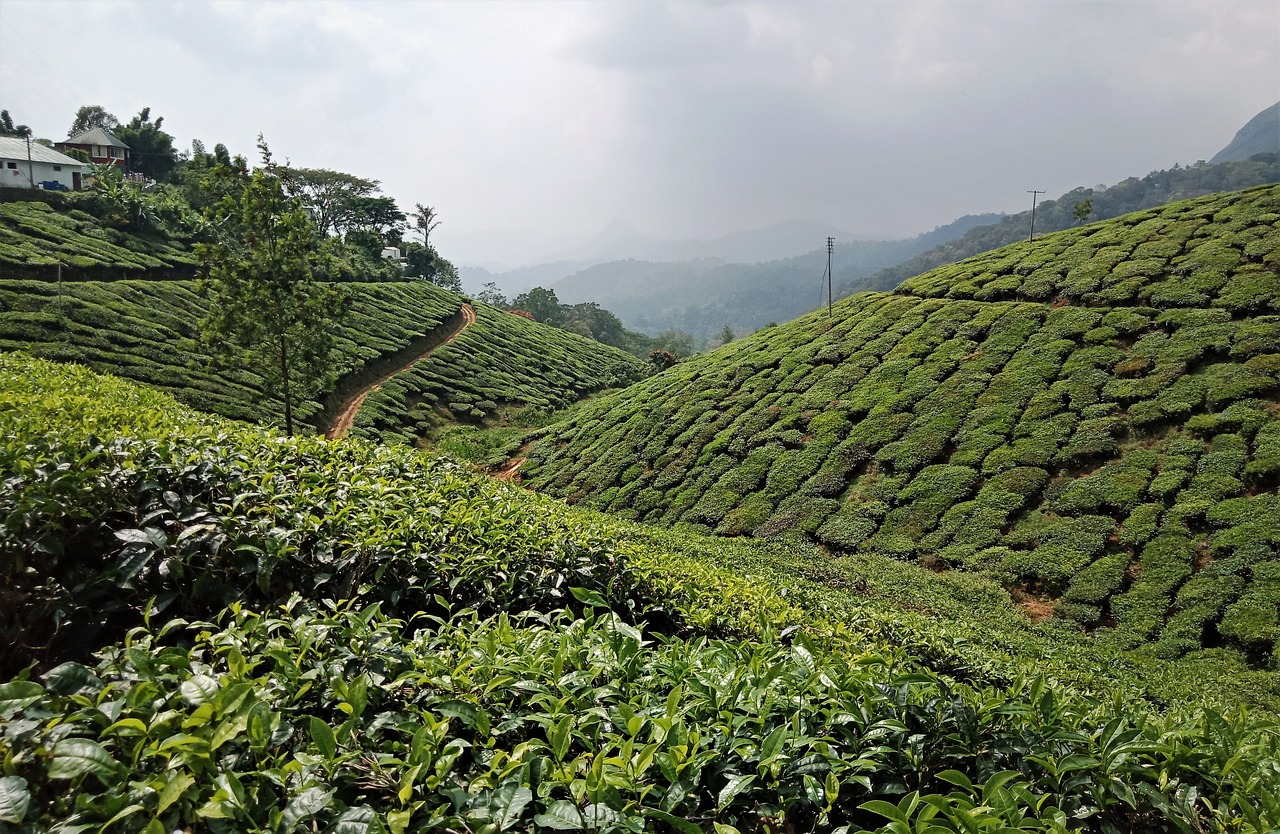 Tea Plantations and Nature Wonders in Munnar