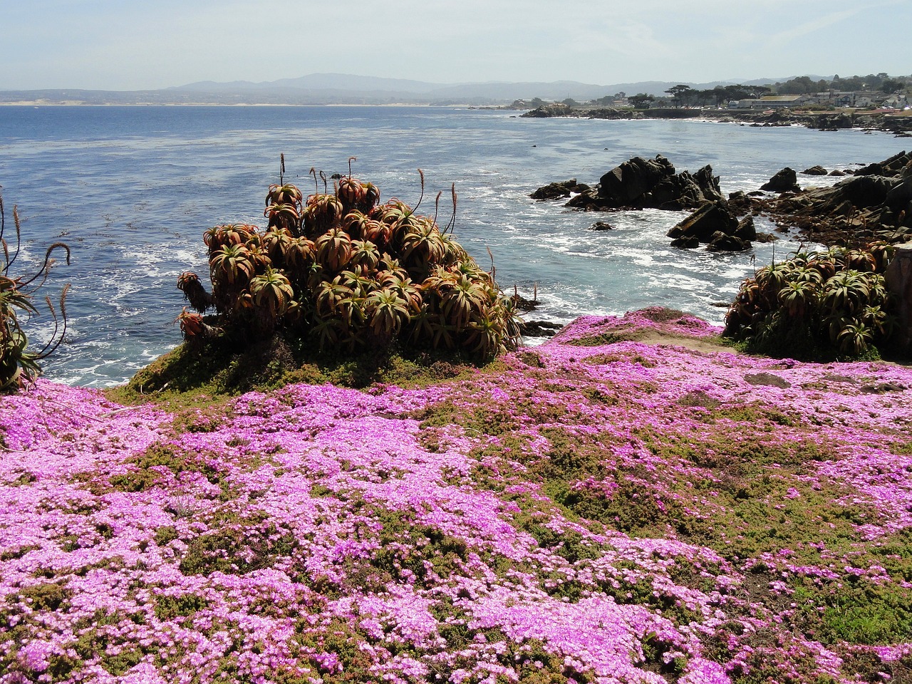 Whale Watching and Coastal Delights in Pacific Grove