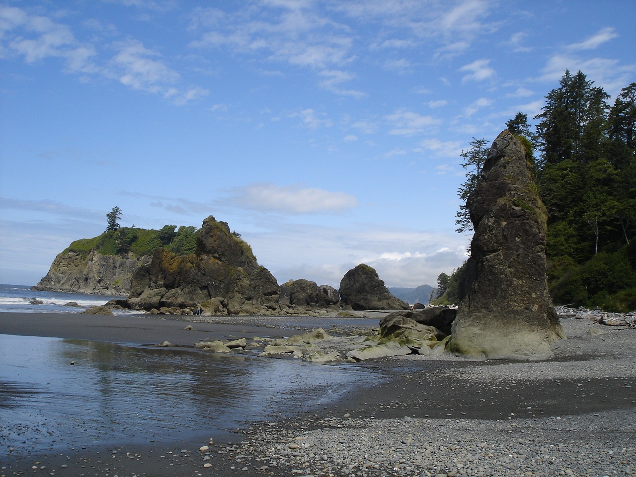 Immersive Rainforest Experience in Olympic National Park