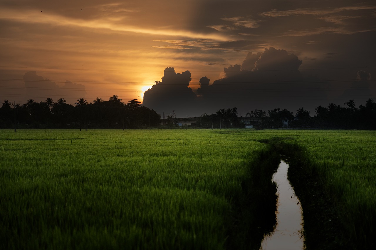 Ultimate Backwater Bliss in Kuttanadu