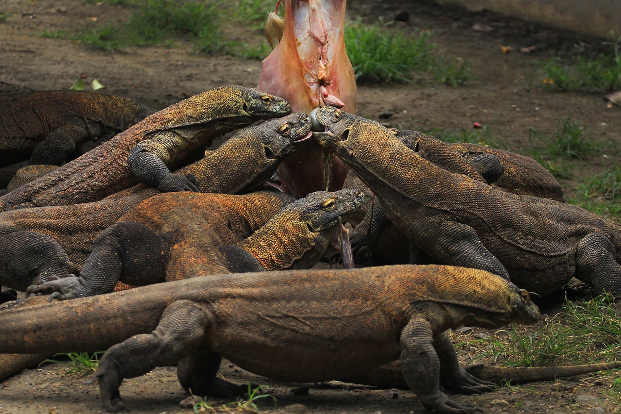 Nature and Gastronomy in Flores Island