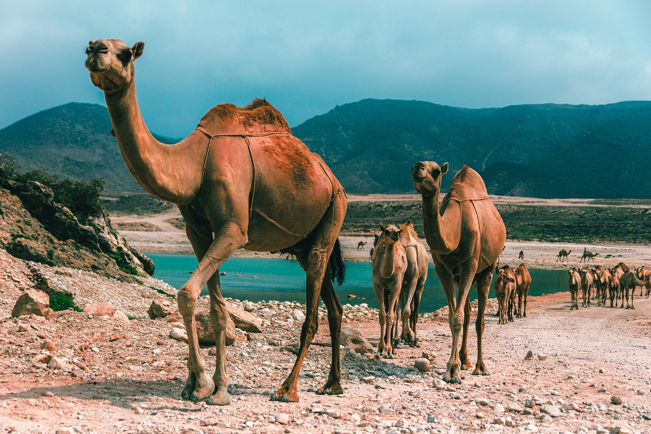 Beach Bliss and Cultural Charms in Salalah