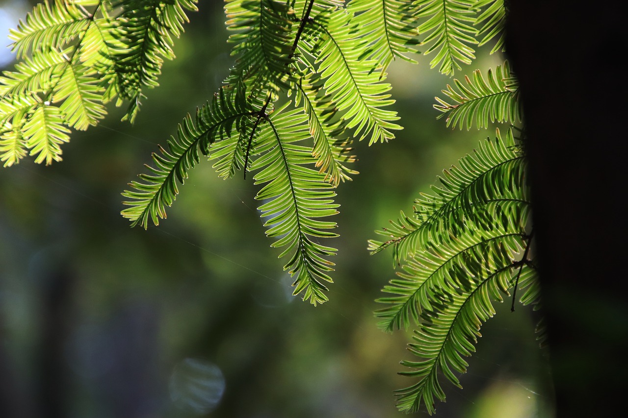 7 Days Family Road Trip in Redwood Forest