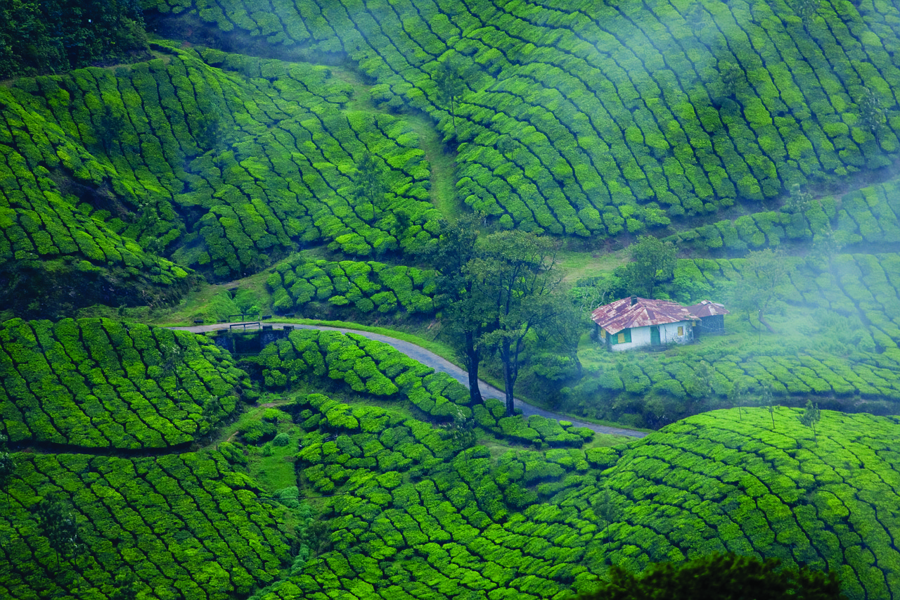 Tranquil Munnar: Tea Gardens to Houseboat