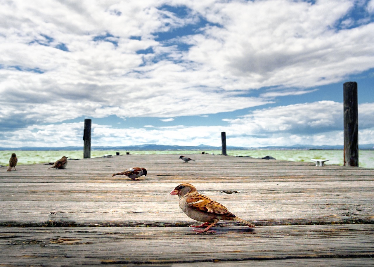 5 Days Exploring Albufera Spain